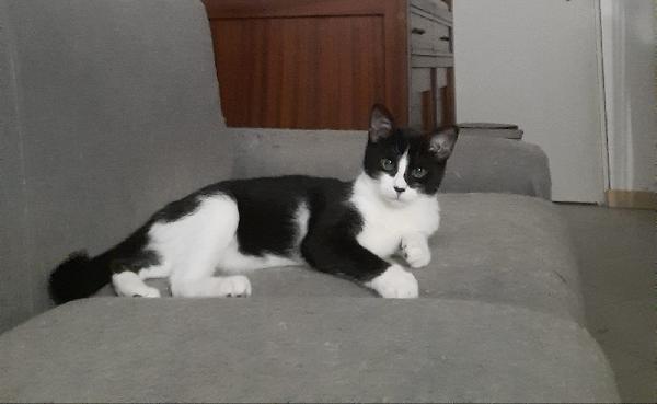 Spritzy  Foto 2